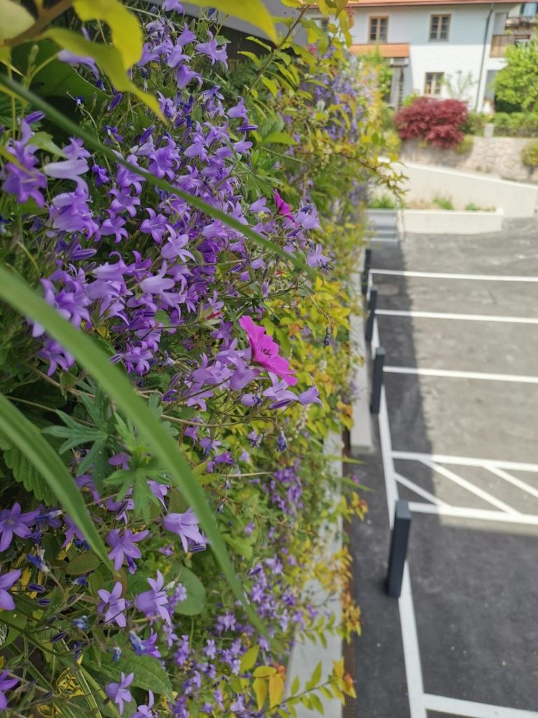 SemperGreenwall outdoorbeplanting in volle bloei